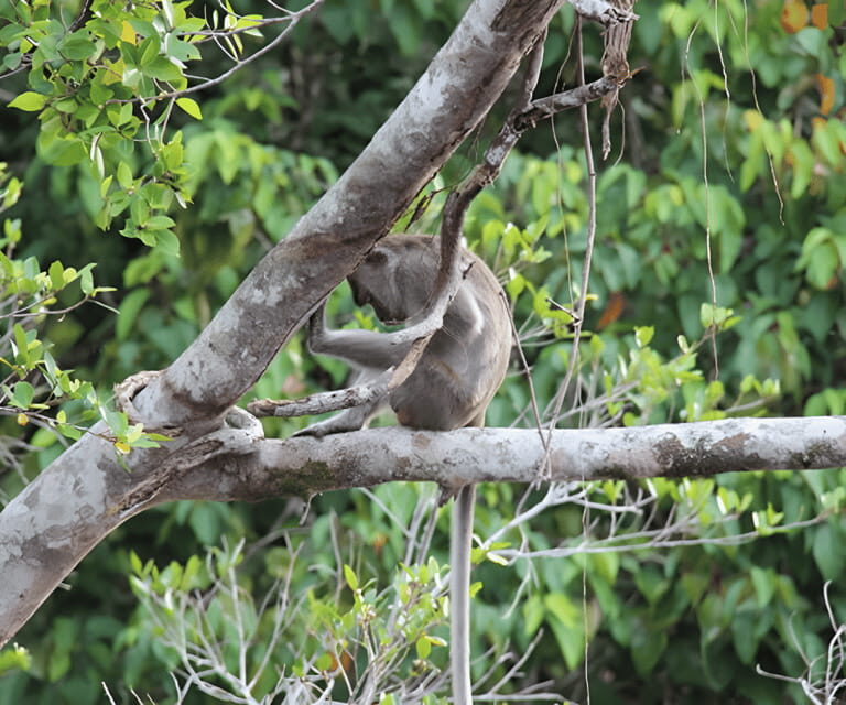 Sabah: Klias River Cruise Day Tour Ticket - An In-Depth Look at the Klias River Cruise Experience