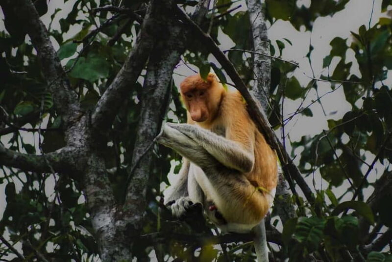 Sabah: Mangrove Fireflies, and Sky Mirror Dream Beach Tour - The Itinerary Breakdown: What You Can Expect