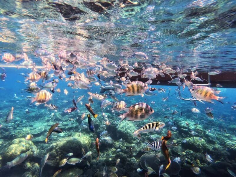 Sabah: Mantanani Island and Wildlife River Cruise Tour - A Closer Look at the Tour Experience