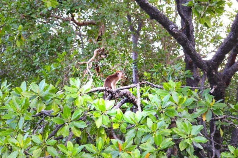 Sabah: Mantanani Island and Wildlife River Cruise Tour - Pricing & Value