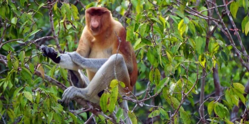 Sabah: Mantanani Island and Wildlife River Cruise Tour - Who Should Book This Tour?