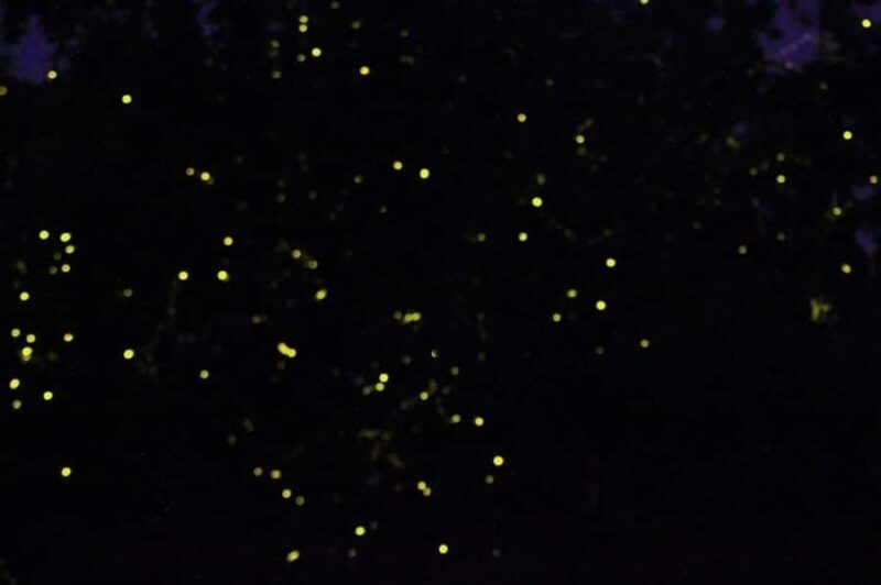 Sabah: Mantanani Island and Wildlife River Cruise Tour - FAQ