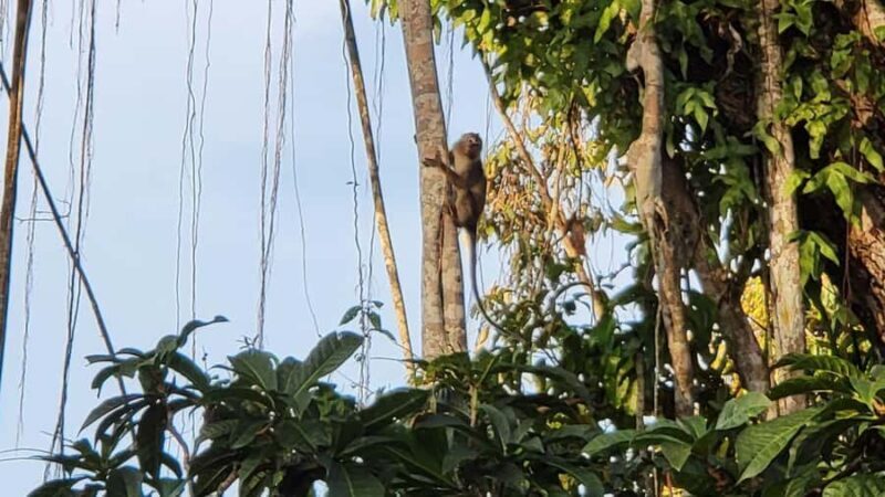 Sabah: Mari Mari Cultural Village + Klias Rivercruise - FAQ