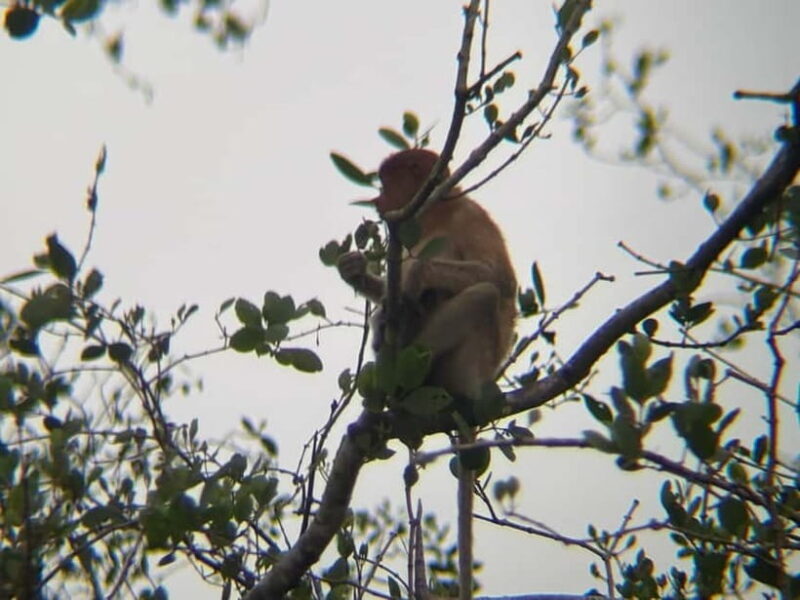 Sabah: Weston Wetland River Cruise with Dinner - The Itinerary in Detail: What to Expect from the Weston Wetland River Cruise