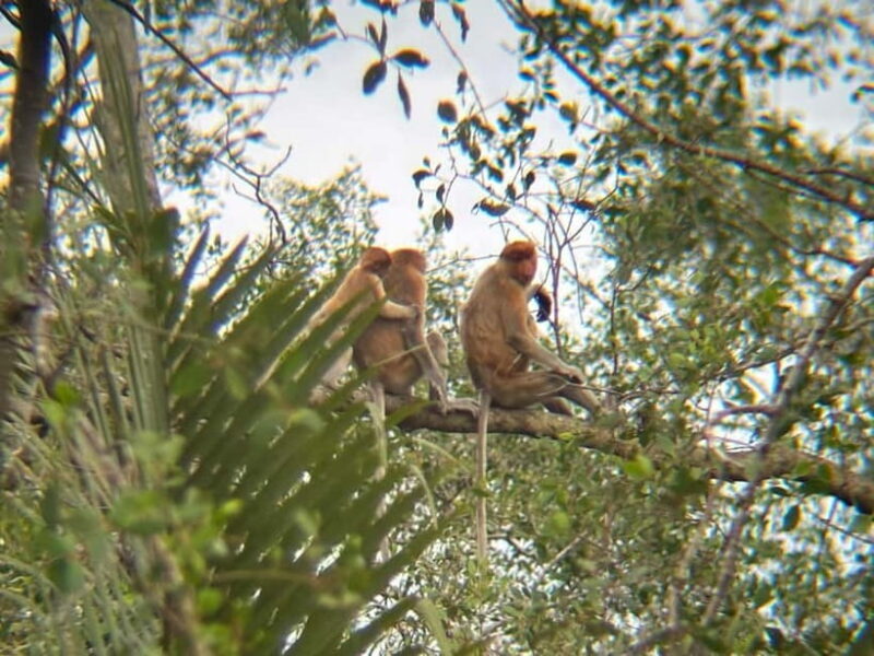 Sabah: Weston Wetland River Cruise with Dinner - Good To Know