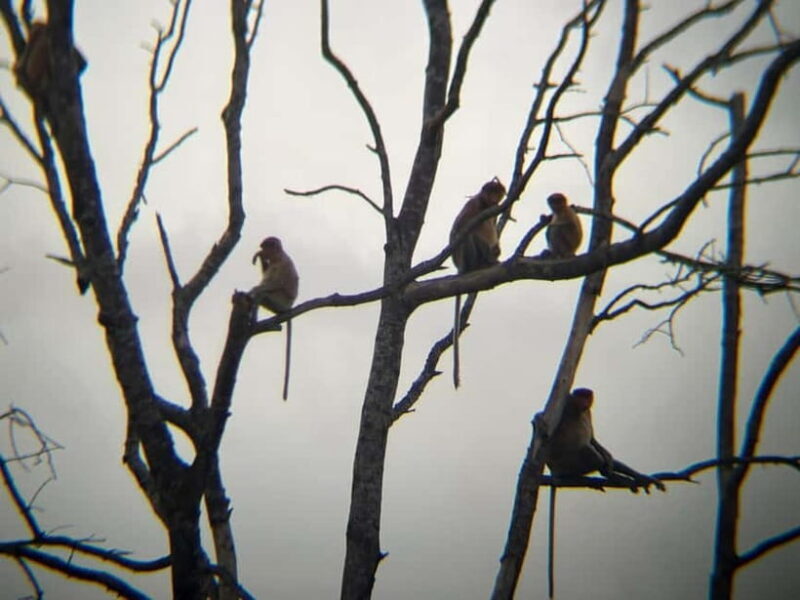 Sabah: Weston Wetland River Cruise with Dinner - Practical Tips for a Smooth Experience