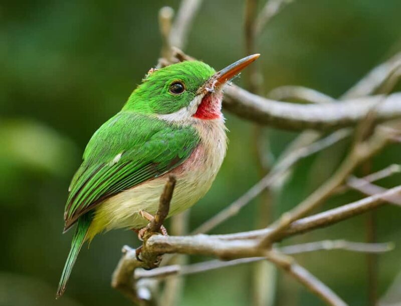 Sabana de la Mar: Private Los Haitises Hike and Kayak - Exploring the Sabana de la Mar: Private Los Haitises Hike and Kayak – A Complete Review