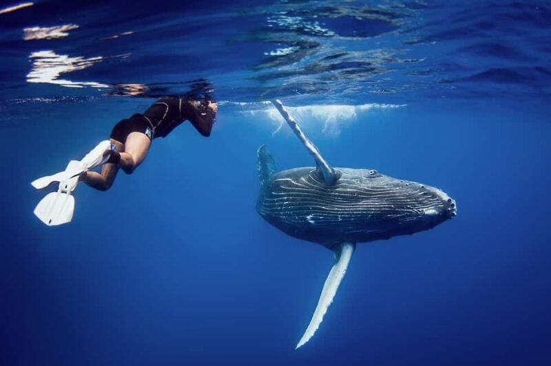 Sabana de la mar: Private Whale Watching Samana bay - A Closer Look at the Samana Whale-Watching Tour