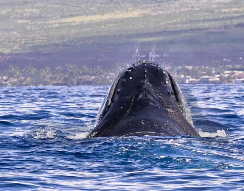 Sabana de la mar: Private Whale Watching Samana bay - In The Sum Up