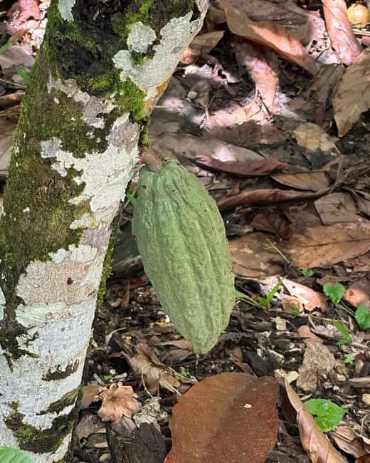 Sabana de la Mar: Yanigua Waterfalls Tour with Lunch - Final Thoughts: Is It Worth It?