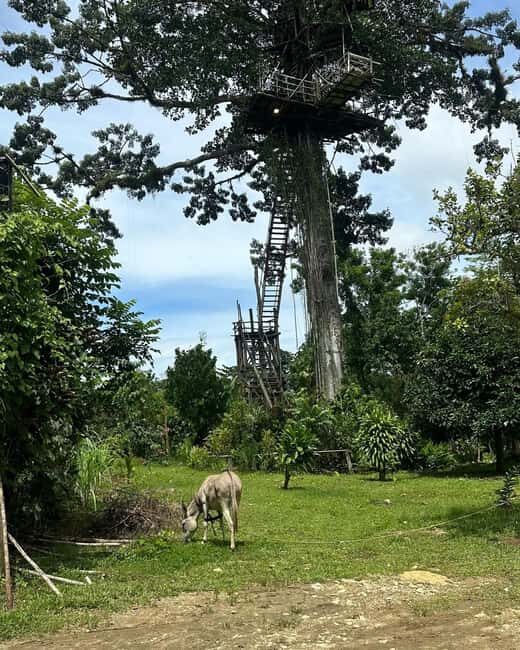Sabana de la Mar: Yanigua Waterfalls Tour with Lunch - FAQs