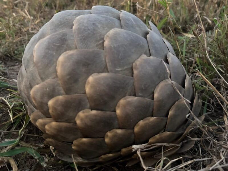 Sabie Game Reserve: Sunset Safari with Sundowners - Introduction