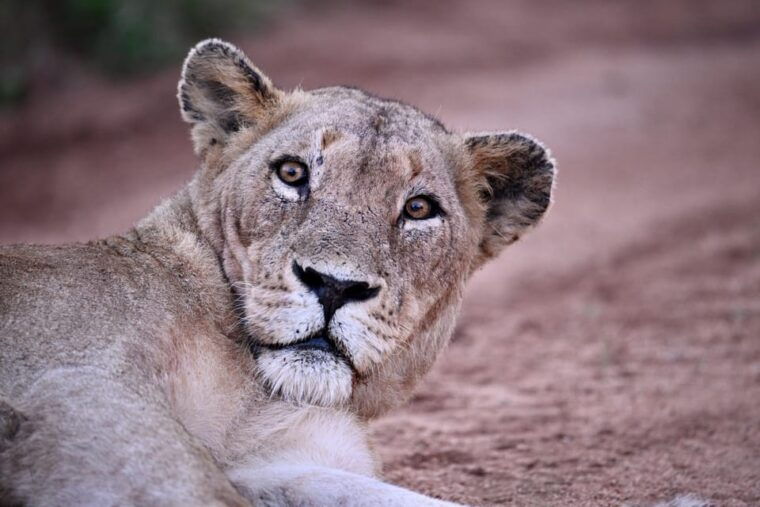Sabie Game Reserve: Sunset Safari with Sundowners - The Sum Up