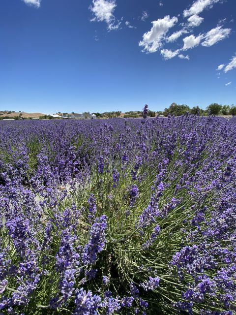 Sacramento: Capay Valley Farm Tour With Lunch & Wine - Activity Description