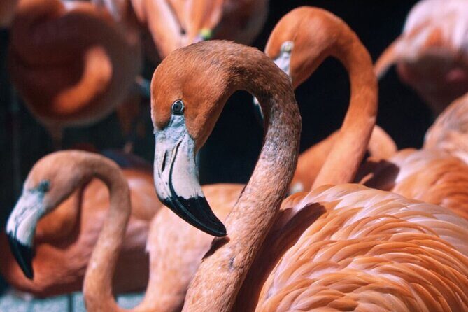 Sacramento Zoo General Admission Ticket - FAQ