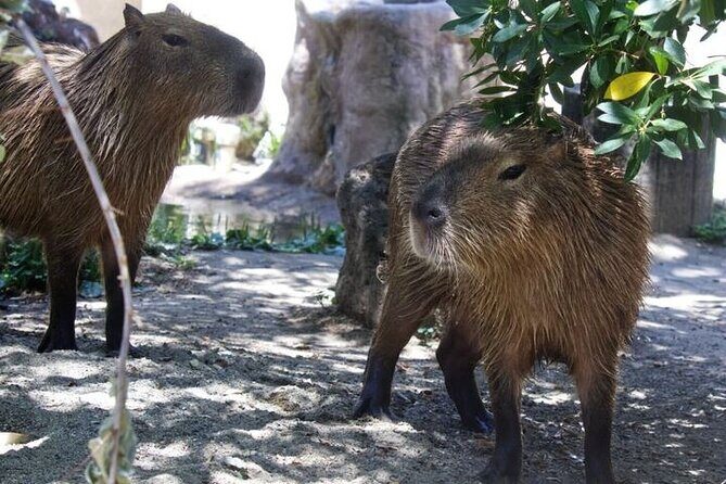 Sacramento Zoo General Admission Ticket - Final Words