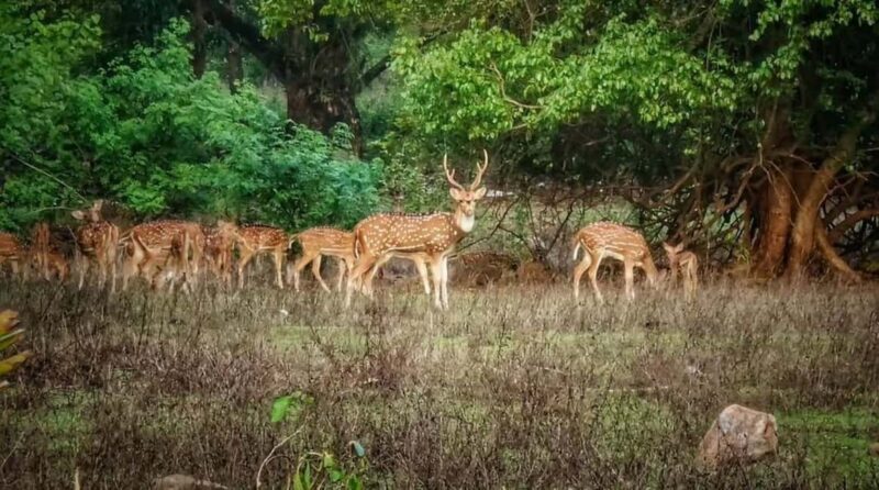 Sacred Caves & Green Escape: Kanheri Buddhist Caves & SGNP - The Journey Beyond the Caves