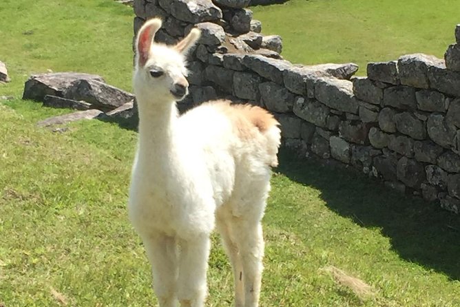 Sacred Valley and Machu Picchu 2 Days - Machu Picchu: UNESCO-listed Historic Site