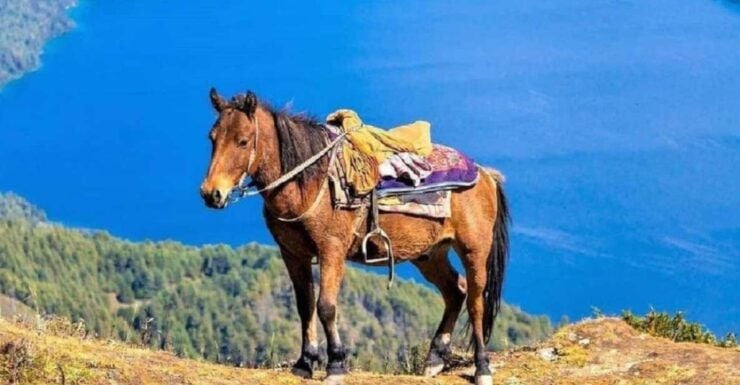 Saddle Up for a 1-Hour Horseback Riding Adventure in Pokhara - Booking Details