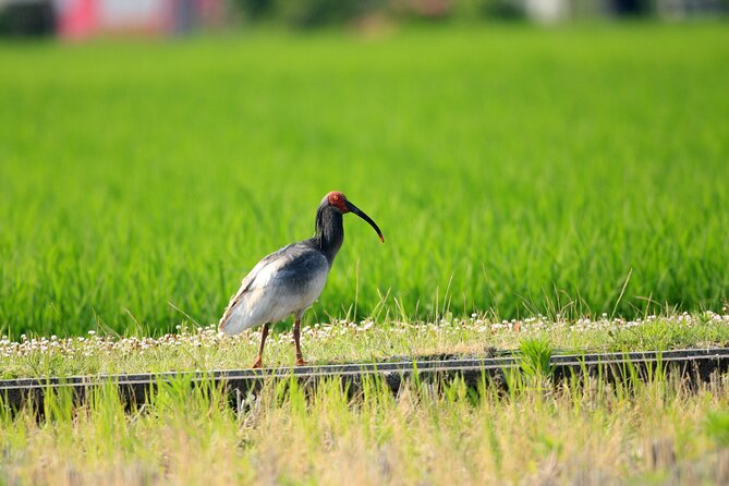 Sado Island Tour With Licensed Guide and Vehicle (Niigata Dep.) - Pricing and Guarantee