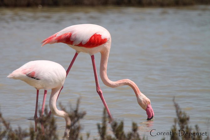 Safari 4x4 Camargue 2 Heures - Saintes Maries De La Mer - Visite Privée - Meeting and Pickup Details