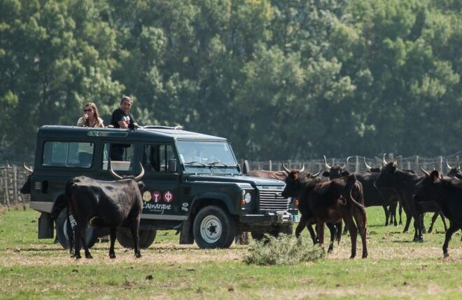 Safari 4x4 in Camargue / 3h30 / Grau Du Roi - Booking Information