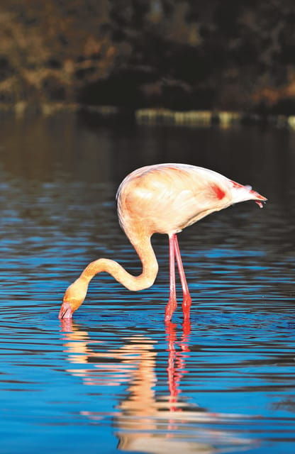 Safari 4x4 in Camargue / 3h30 / Grau Du Roi - Accessibility Features