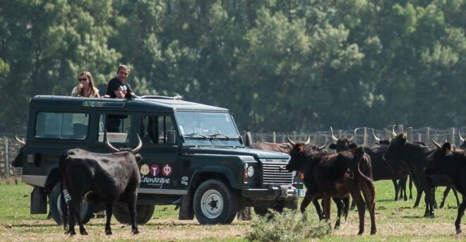 Safari 4x4 in Camargue / 3h30 / Grau Du Roi - Local Attractions