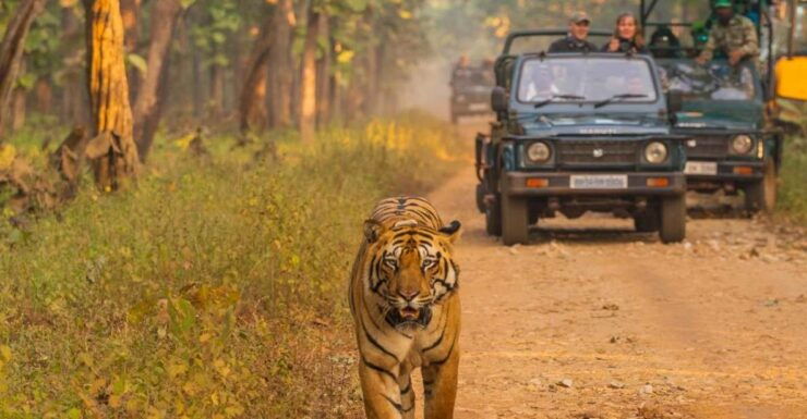 Safari Adventure in Bardia - Activity Details