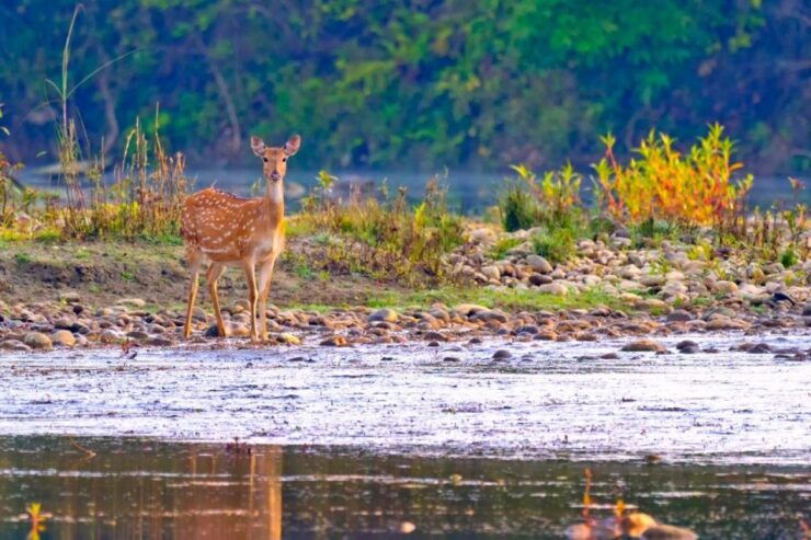 Safari Adventure in Bardia - Wildlife Experience