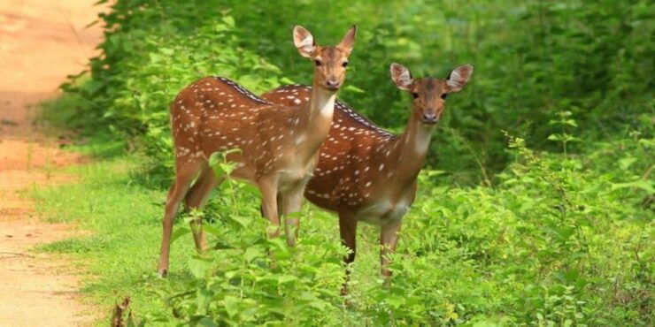 Safari Adventure: Yala National Park Afternoon Expedition" - Booking and Cancellation Policy