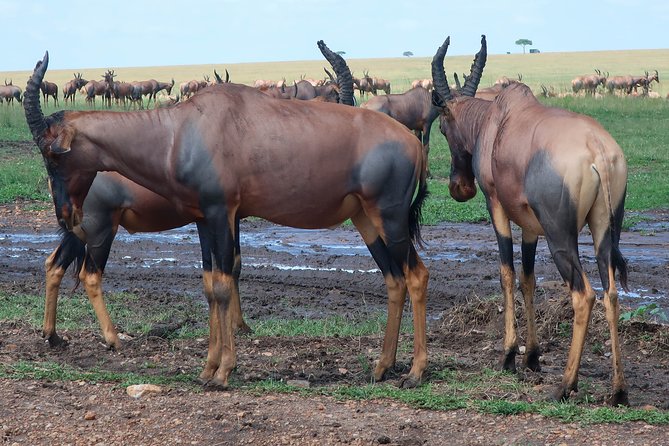 Safari And Beach Vacations - Beach Excursions