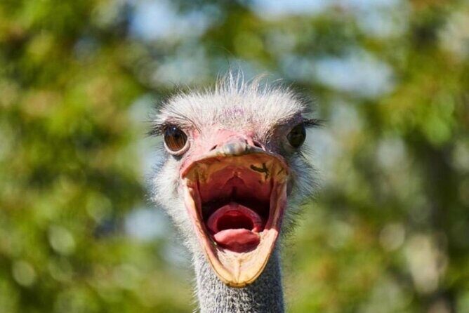 SAFARI Aquila Game Reserve - Round trip + Lunch incl. (Cape Town) - Good To Know