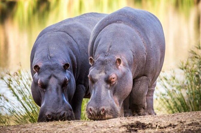 SAFARI Aquila Game Reserve - Round trip + Lunch incl. (Cape Town) - Sunset Safari & Wildlife Encounters