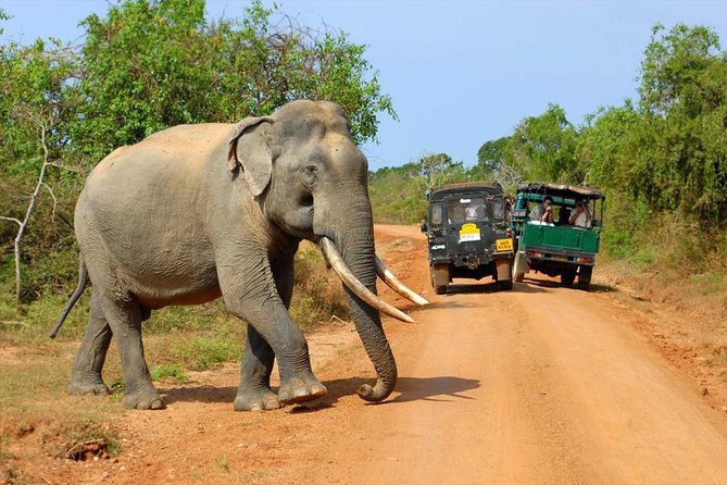 Safari at Udawalawe National Park - Safari Options