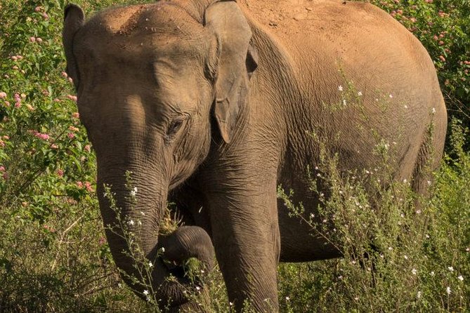 Safari at Udawalawe National Park - Expert Guides