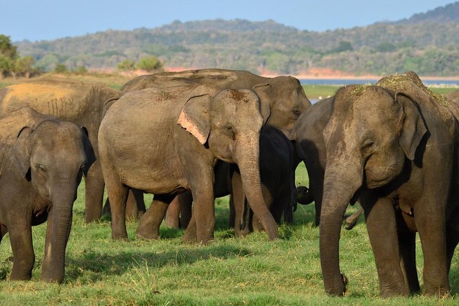 Safari at Udawalawe National Park - Safety Precautions