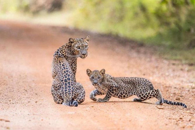 Safari at Wilpattu National Park From Negombo (All Inclusive Day Tour) - Tour Details