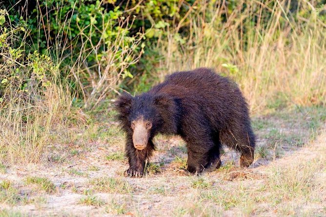 Safari at Wilpattu National Park From Negombo (All Inclusive Day Tour) - Tour Details