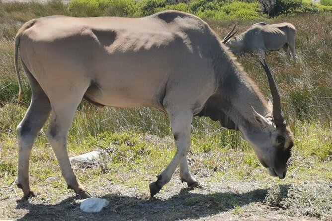 Safari Big 5: A Full-Day Guided Tour in Aquila Private Game Reserve - Wildlife Encounters