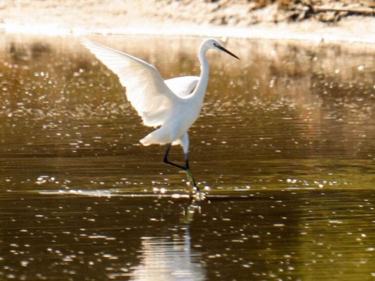 Safari & Birdwatching in Vjosa-Narta Protected Landscape - Activity Details