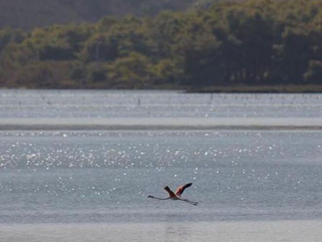 Safari & Birdwatching in Vjosa-Narta Protected Landscape - Experience Description
