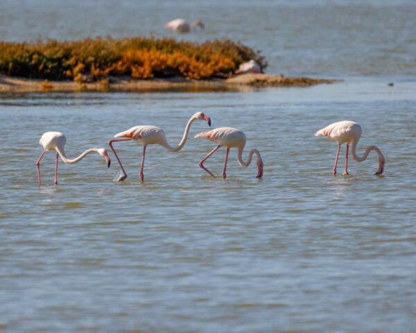 Safari & Birdwatching in Vjosa-Narta Protected Landscape - Directions