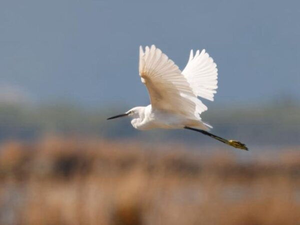 Safari & Birdwatching in Vjosa-Narta Protected Landscape - The Sum Up
