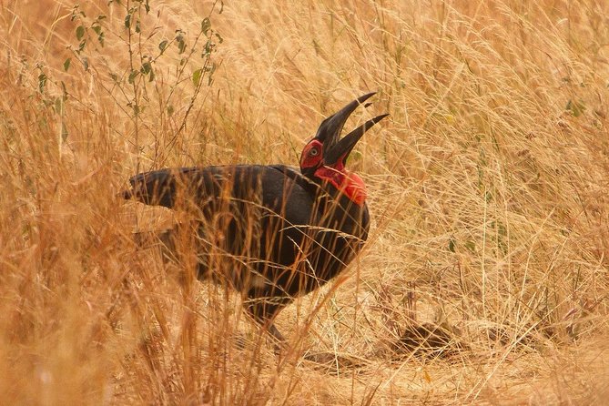 Safari & Culture - Safari & Culture: A Perfect Blend