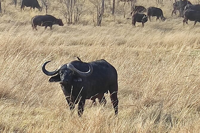 Safari Drive in Zambezi National Park - Booking Information