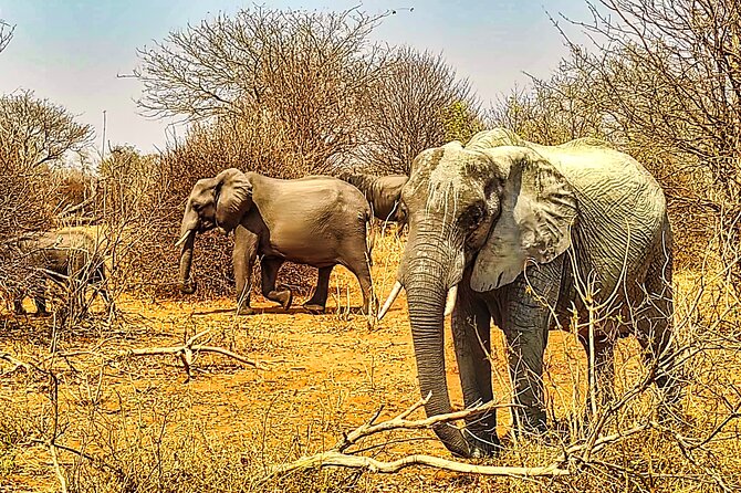 Safari Drive in Zambezi National Park - Cancellation Policy
