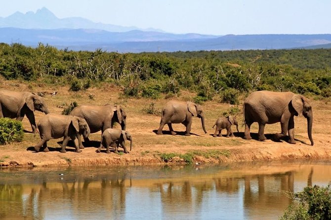 Safari Drive of Madikwe Reserve (4-Days Accommodation) - Safari Drive Experience Overview