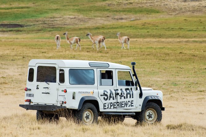 Safari Experience - Wildlife & Steppe - Wildlife Sightings & Guided Tour