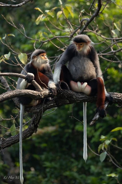 Safari - Finding the Most Endangered Monkey in the World - Experience Highlights